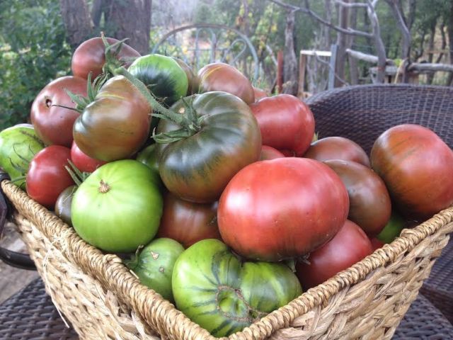 tomato harvest 2014